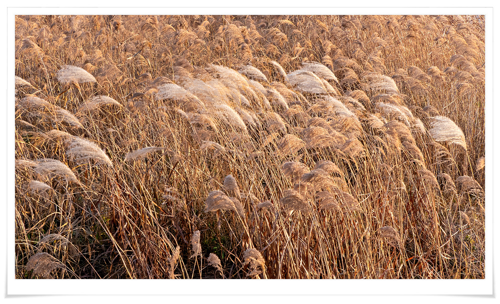 2025-11-29 17-34-05 - P1790463-2.jpg