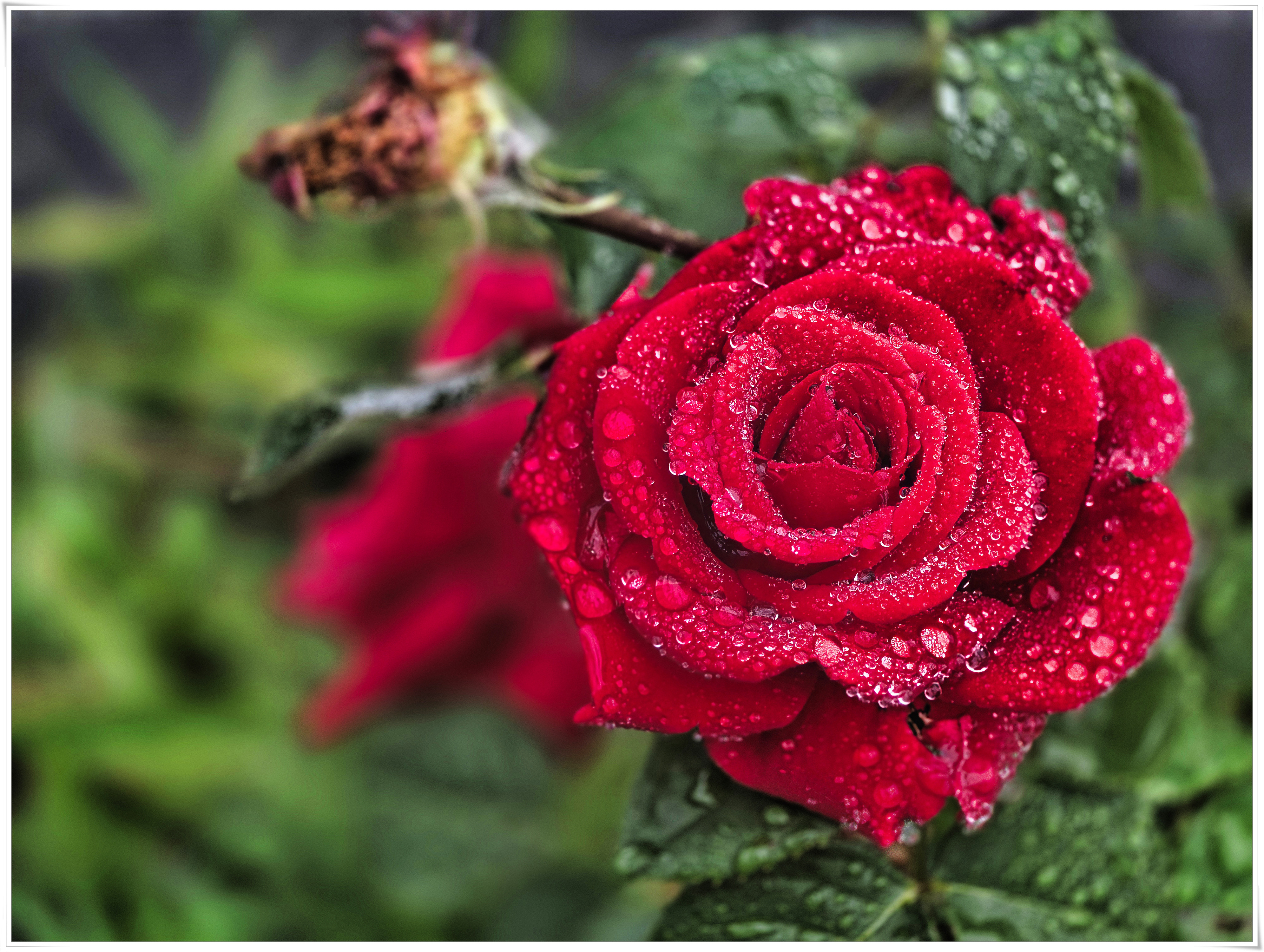 20260528_rose.jpg