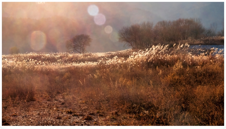 여주 강천섬 늦가을